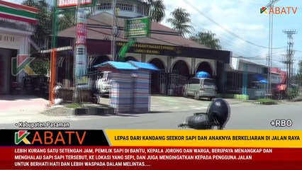 SEEKOR SAPI BERSAMA ANAKNYA LEPAS DARI KANDANG NYARIS SERUDUK PEMILIK DAN WARGA SEKITAR