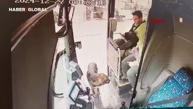 Yağmurda ıslanan köpek çareyi otobüse sığınmakta buldu