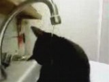 les Chats aiment l'eau
