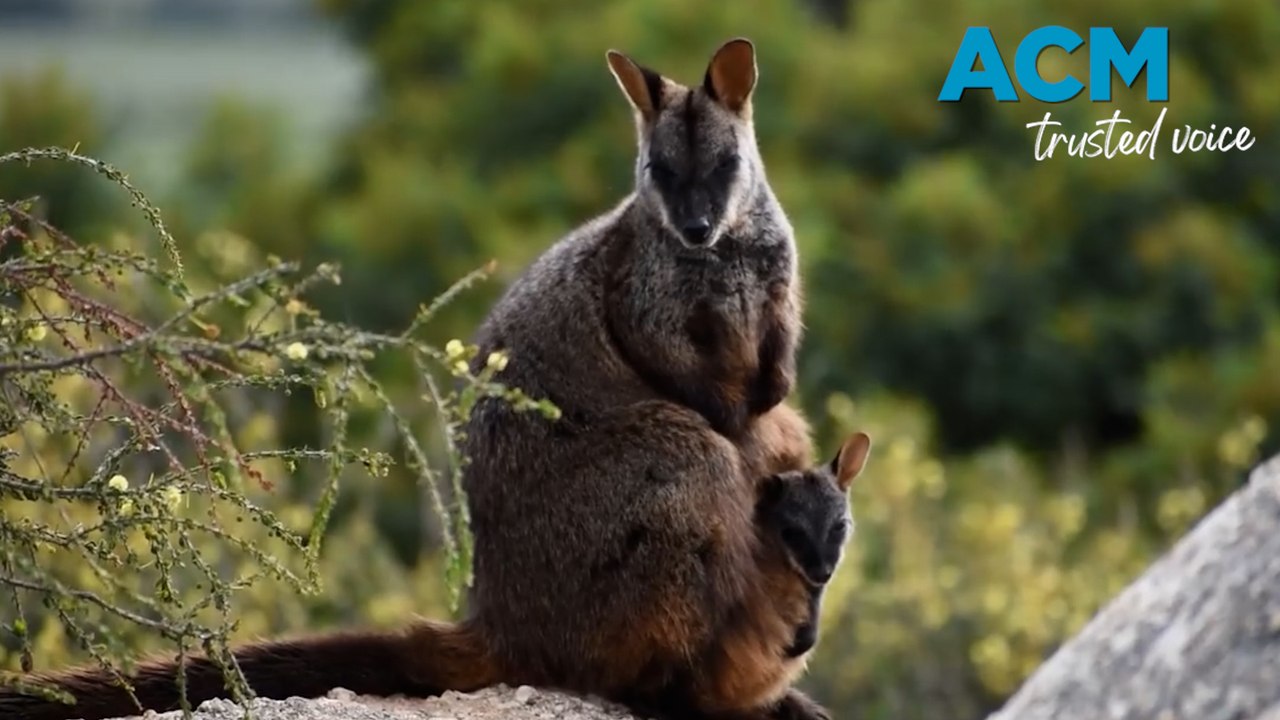Victoria’s most endangered mammal may have survived Grampians bushfires