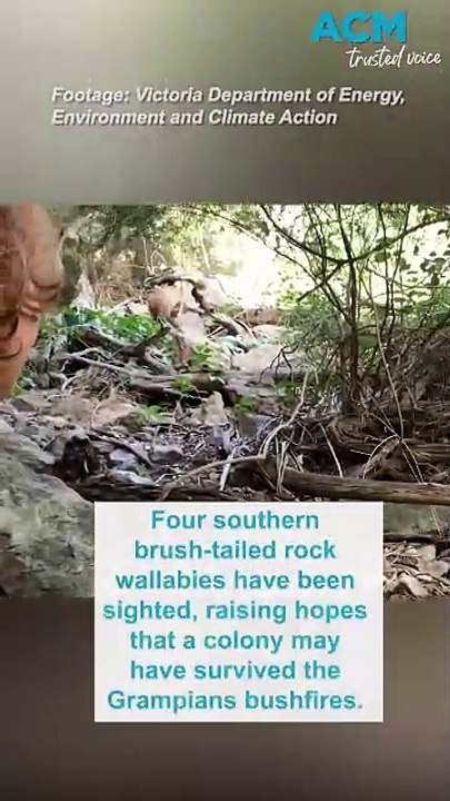 Victoria’s most endangered mammal may have survived Grampians bushfires