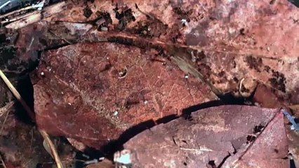 It’s mosquito season, and early summer rains are making them more of a nuisance than usual