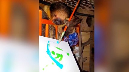 This Pet Sloth Is Actually A Famous Painter and He’s One of Three This Sloth-Obsessed Couple Owns