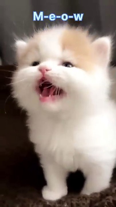 CAT7