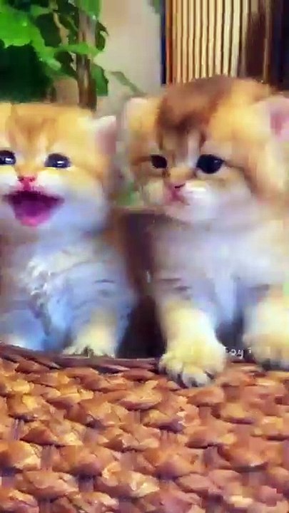 CAT8