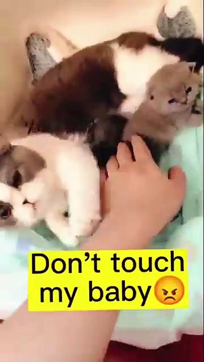 CAT9