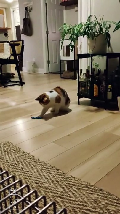 Nothing cuter than some kitty hops