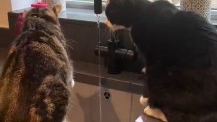 Cats prove they do not need bowls by mastering the art of drinking from a tap