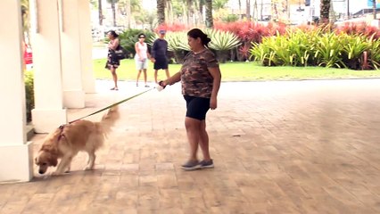 Praia Grande cancela queima de fogos durante o Réveillon