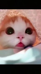 CUTE CATS AND KITTEN VEDIOS