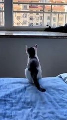 CUTE CATS AND KITTEN VEDIOS