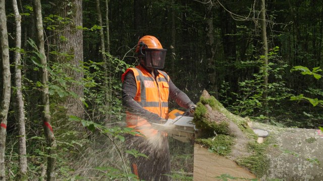Bûcheron : un métier à hauts risques