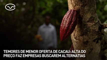 Temores de menor oferta de cacau: alta do preço faz empresas buscarem alternativas