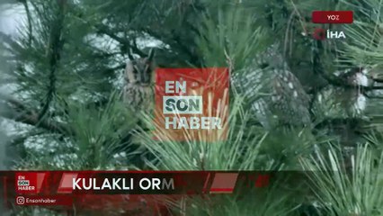 Kulaklı orman baykuşu yıllardır ailesiyle mesken tuttuğu ağaçta yaşıyor