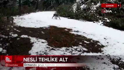 Çankırı'da ormanda grup halinde gezen vaşaklar