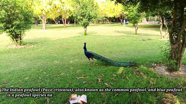 Indian peafowl (Pavo cristatus), also known as the common peafowl, and blue peafowl,