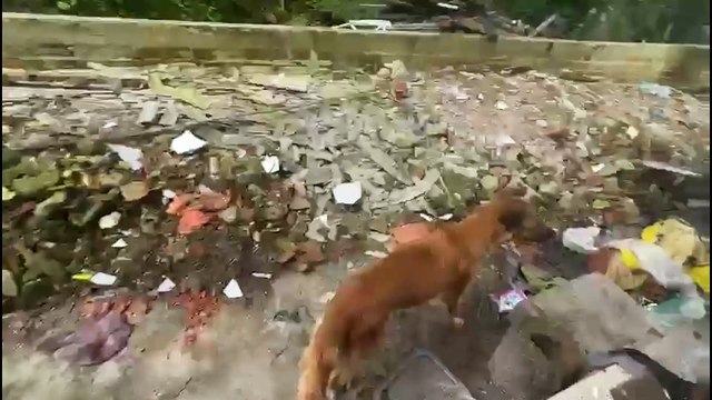 Polícia Civil resgata cadela e filhotes de escombros de incêndio