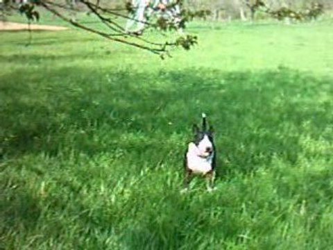 LE VARGASSO DES PRAIRIES 3