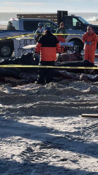 30-foot dead humpback whale washes up on Long Beach, Long Island