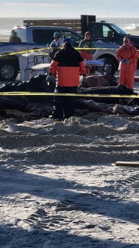 30-foot dead humpback whale washes up on Long Beach, Long Island