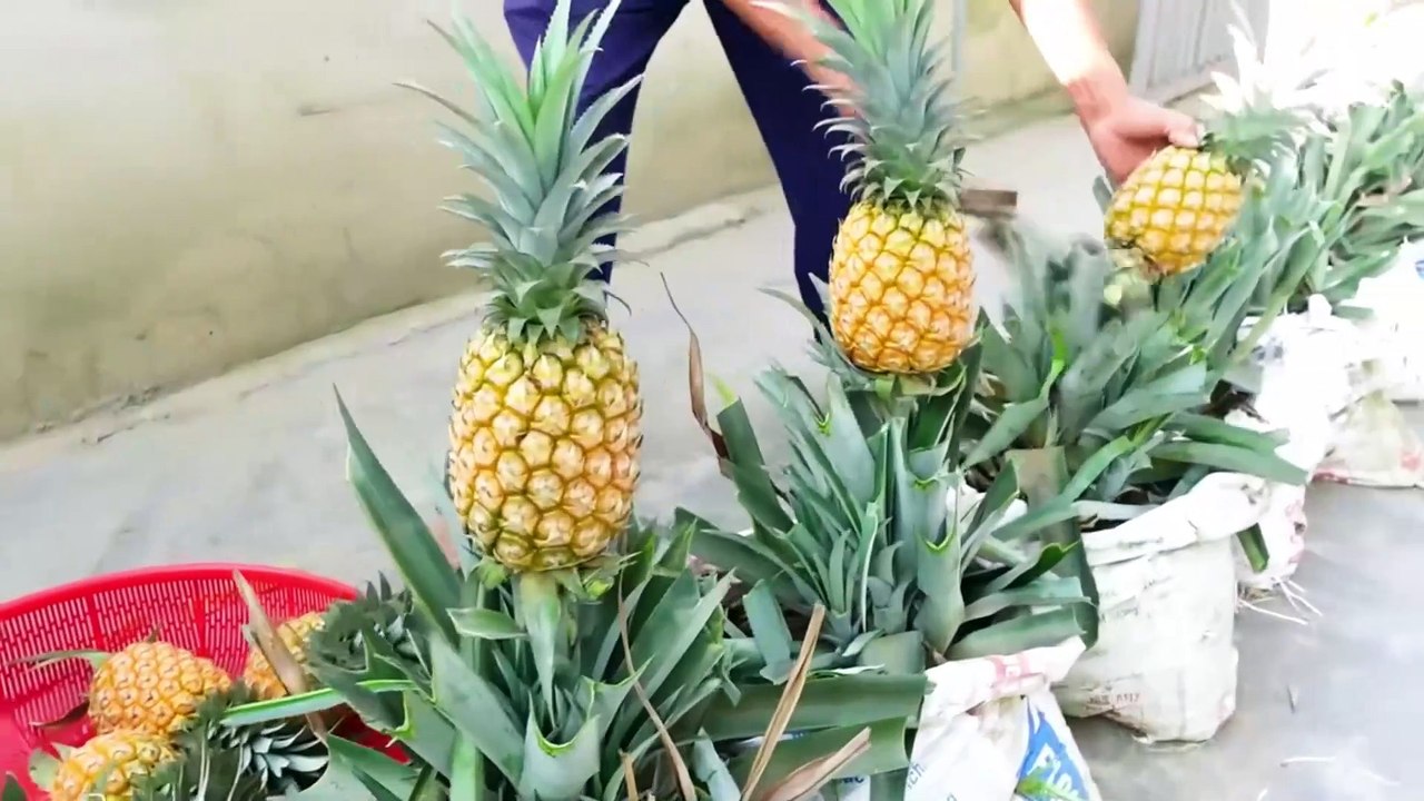 Unmissable Tips for Growing Super-Fast Pineapples from Tossed Tops!