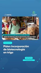 Piden incorporación de biotecnología en trigo