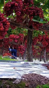 Much grapes hanging on the trees,,,,,