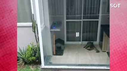 Gato confinado em varanda gera revolta em condomínio de Cascavel