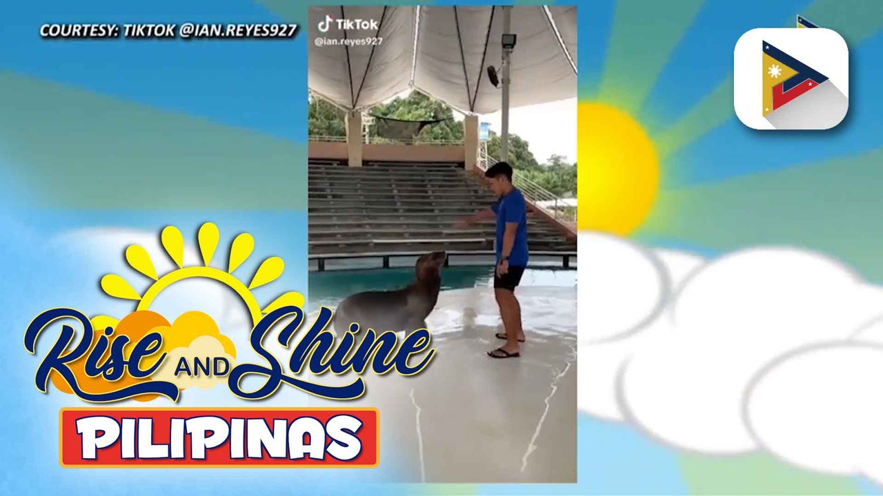 Sunshine Stories | Sea lion na si Sophie at trainer niyang si Ian Reyes, kumasa sa TikTok dance trend