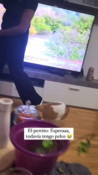 Todavía sigue sin poder pasar la aspiradora Créditos - #animal #animalplay #funny $funnyanimal #animal #dog #dogplay