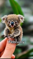 Choose the months of the new year with beautiful animals.
