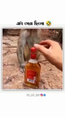 Animal fun monkey drink Vine botal 😆😆😆