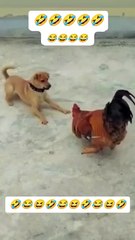 Dog and Hen funny fight 😆😆😆😆
