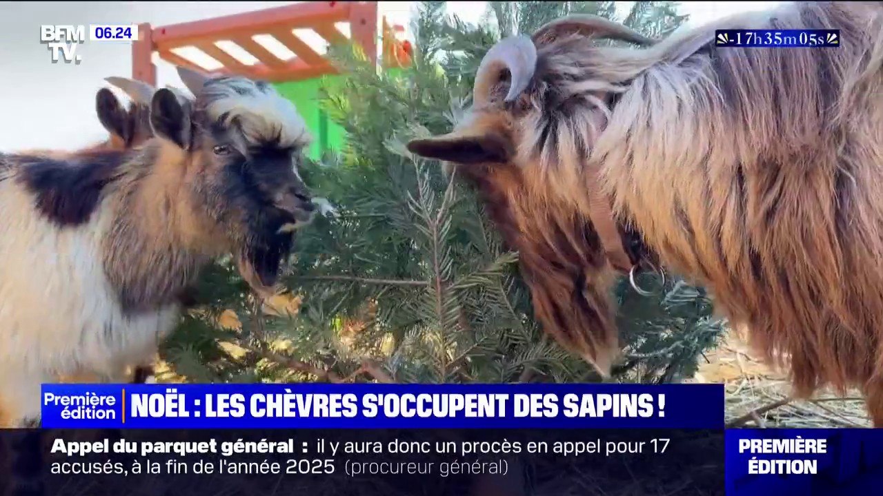 Noël: dans le Var, un éleveur récupère les sapins pour nourrir ses bêtes