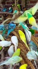 These parrots 🦜🦜 in different colors! it's amazing and attractive