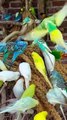 These parrots 🦜🦜 in different colors! it's amazing and attractive