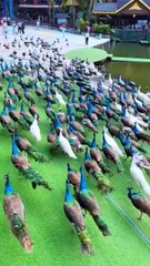 Peacock 🦚 are very beautiful Birds