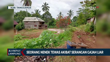 Seorang Nenek Tewas Akibat Serangan Gajah Liar