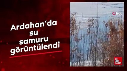 Ardahan’da su samuru görüntülendi