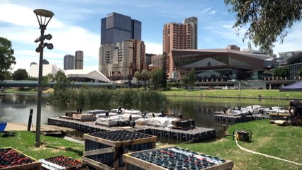 South Australians prepare for the new year’s fireworks display in Adelaide