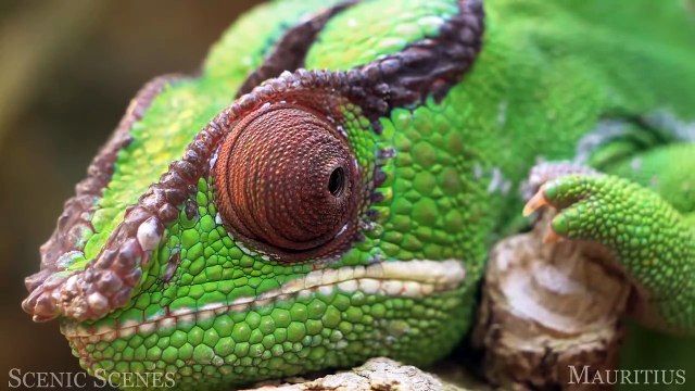 Tropical Rainforest 4K - Amazon, Costa Rica, Tasmania ｜ Jungle Sounds ｜ Scenic Relaxation Film