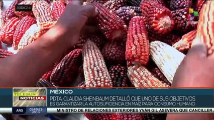 Gobierno de México reafirma su postura sobre la prohibición de la siembra del maíz transgénico