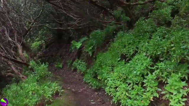 Come on... let's walk through the jungle. Soothing music of birds, nature - relaxing forest sounds with meditation and stress relief.