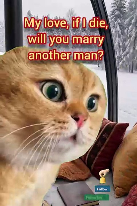 Funny cat videos 😹 happy new year 2025