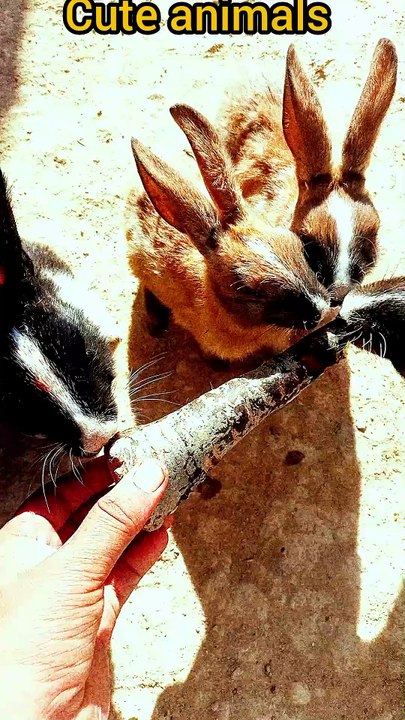 AMIZING animals 😱
