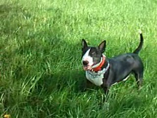 LE VARGASSO DES PRAIRIES 4