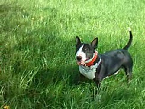 LE VARGASSO DES PRAIRIES 4