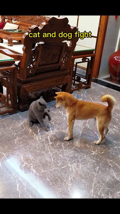 Cat can't scarry