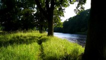 Natural environmental sounds / Sounds of rivers with spring water / Chirping sound of birds