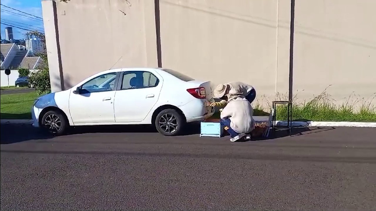 Enxame de abelhas em para-choque de Renault Logan mobiliza Defesa Civil em Cascavel